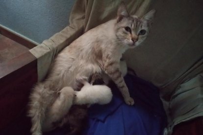 Gossos, gats, canaris, conills,...presenta'ns a la teva mascota!