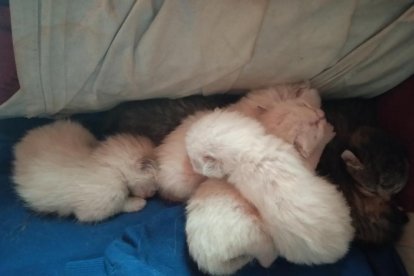 Gossos, gats, canaris, conills,...presenta'ns a la teva mascota!