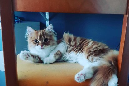 Gossos, gats, canaris, conills,...presenta'ns a la teva mascota!