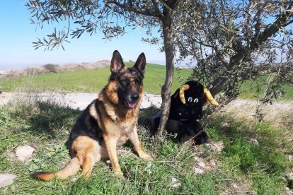 Gossos, gats, canaris, conills,...presenta'ns a la teva mascota!