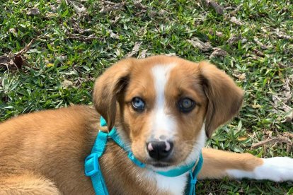 Gossos, gats, canaris, conills,...presenta'ns a la teva mascota!