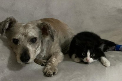 Gossos, gats, canaris, conills,...presenta'ns a la teva mascota!