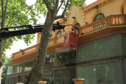 Amado Forrolla