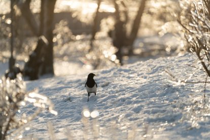 El fred, la boira i la neu... l'hivern ja és aquí!
