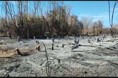 Aparatós incendi de vegetació a Alcarràs