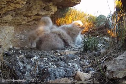 Una cámara retransmite en streaming los primeros días de vida de cinco polluelos de duc en los secanos del llano de Lleida