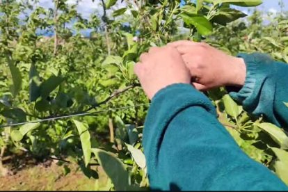 El presidente de Asaja, Pere Roqué, explica los daños de la granizada de este sábado en el Segrià
