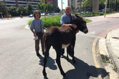 Viandantes, ayer, con el burro ya inmovilizado en el Passeig de Ronda.