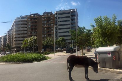 Viandantes, ayer, con el burro ya inmovilizado en el Passeig de Ronda.