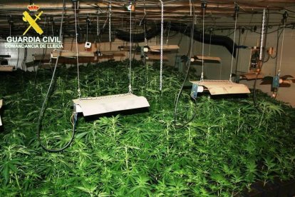 La Guàrdia Civil descobreix més de 600 plantes de marihuana en un mas de Torà