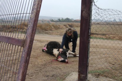 La propietaria de la granja Aragonés ayer junto al ternero que encontraron muerto tras haber sufrido un robo la madrugada anterior.