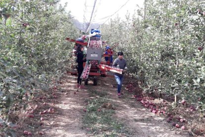 Operaris de la collita de la poma presentada ahir per Fruits de Ponent.