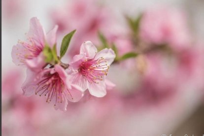 Arbres florits, camps verds i bon temps...ja és aquí la primavera!