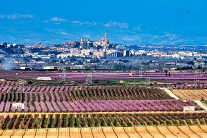 Arbres florits, camps verds i bon temps...ja és aquí la primavera!