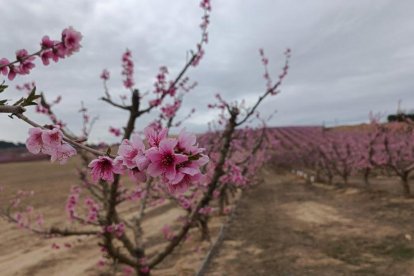 Arbres florits, camps verds i bon temps...ja és aquí la primavera!