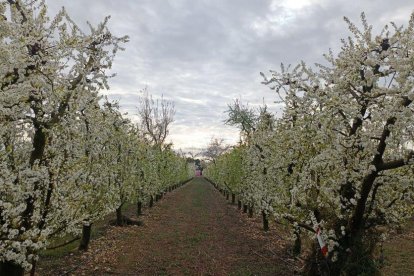 Arbres florits, camps verds i bon temps...ja és aquí la primavera!