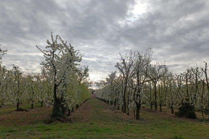 Arbres florits, camps verds i bon temps...ja és aquí la primavera!