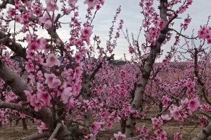 Arbres florits, camps verds i bon temps...ja és aquí la primavera!