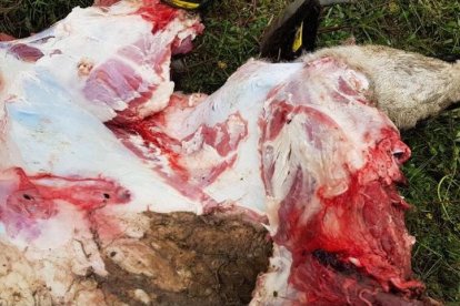 Detecten l'atac d'un ós a prop del poble de Betlan, a Vielha