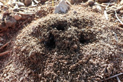 Arbres florits, camps verds i bon temps...ja és aquí la primavera!