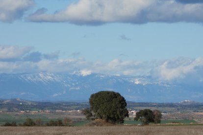 Arbres florits, camps verds i bon temps...ja és aquí la primavera!