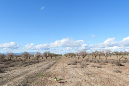 Arbres florits, camps verds i bon temps...ja és aquí la primavera!