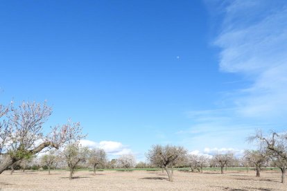 Arbres florits, camps verds i bon temps...ja és aquí la primavera!