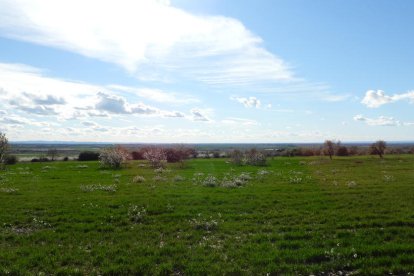 Arbres florits, camps verds i bon temps...ja és aquí la primavera!
