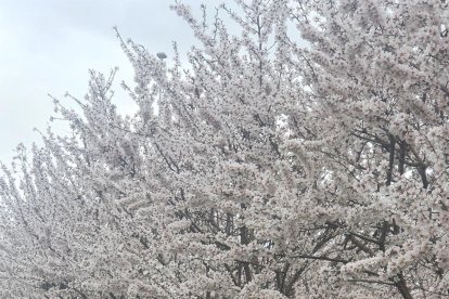 Arbres florits, camps verds i bon temps...ja és aquí la primavera!