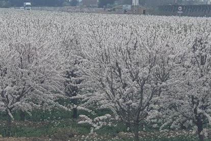 Arbres florits, camps verds i bon temps...ja és aquí la primavera!
