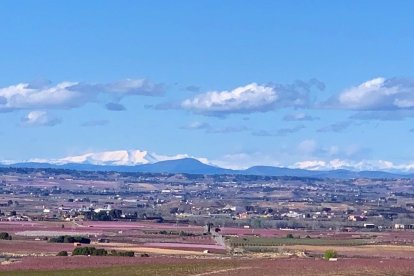 Arbres florits, camps verds i bon temps...ja és aquí la primavera!