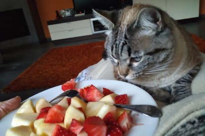 Arbres florits, camps verds i bon temps...ja és aquí la primavera!