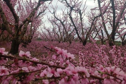 Arbres florits, camps verds i bon temps...ja és aquí la primavera!