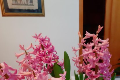 Arbres florits, camps verds i bon temps...ja és aquí la primavera!