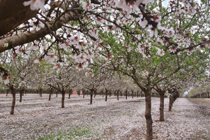 Arbres florits, camps verds i bon temps...ja és aquí la primavera!