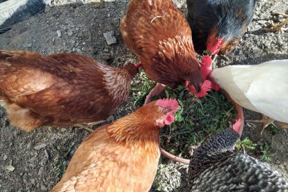 Arbres florits, camps verds i bon temps...ja és aquí la primavera!