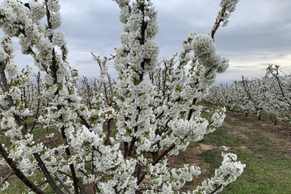 Arbres florits, camps verds i bon temps...ja és aquí la primavera!