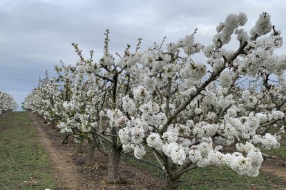 Arbres florits, camps verds i bon temps...ja és aquí la primavera!