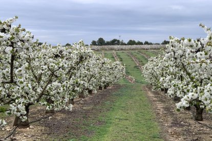 Arbres florits, camps verds i bon temps...ja és aquí la primavera!