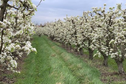 Arbres florits, camps verds i bon temps...ja és aquí la primavera!
