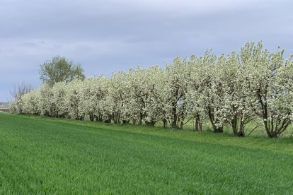 Arbres florits, camps verds i bon temps...ja és aquí la primavera!