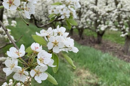 Arbres florits, camps verds i bon temps...ja és aquí la primavera!