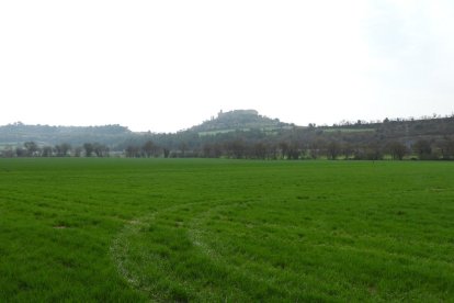 Arbres florits, camps verds i bon temps...ja és aquí la primavera!