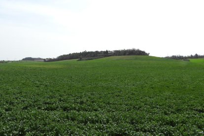 Arbres florits, camps verds i bon temps...ja és aquí la primavera!
