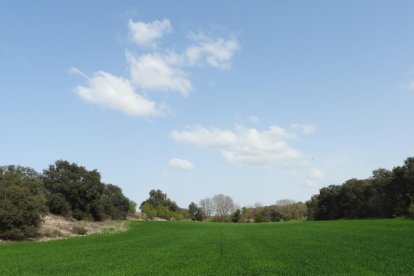 Arbres florits, camps verds i bon temps...ja és aquí la primavera!