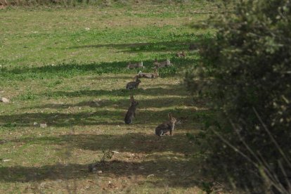 Arbres florits, camps verds i bon temps...ja és aquí la primavera!