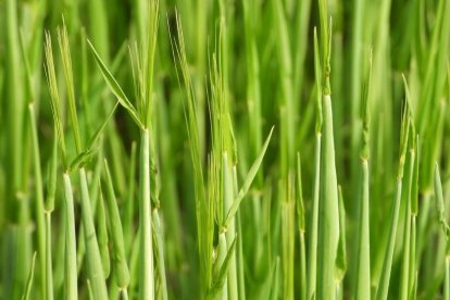 Arbres florits, camps verds i bon temps...ja és aquí la primavera!