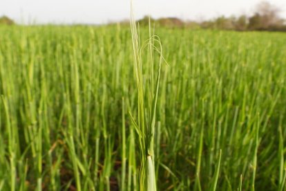 Arbres florits, camps verds i bon temps...ja és aquí la primavera!