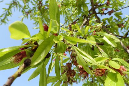 Arbres florits, camps verds i bon temps...ja és aquí la primavera!