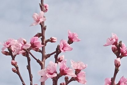 Arbres florits, camps verds i bon temps...ja és aquí la primavera!